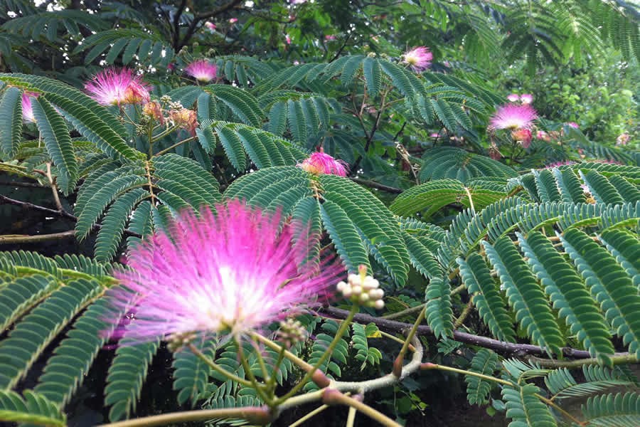 flowering tree at Les Bouts de Ralle Chambre d'Hotes