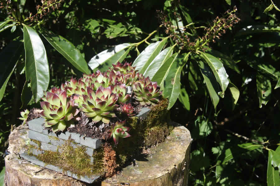 Succulents at Les Bouts de Ralle Chambre d'Hotes