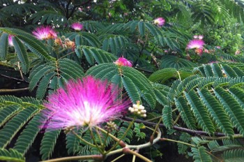 flowering tree at Les Bouts de Ralle Chambre d'Hotes