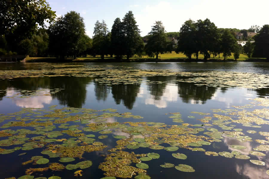 Lily pads at St Calais lake