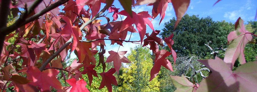 Acer leaves in autumn at the Arboretum du Tuffeau
