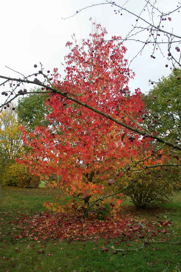 Autumn leaves at the Arboretum du Tuffeau