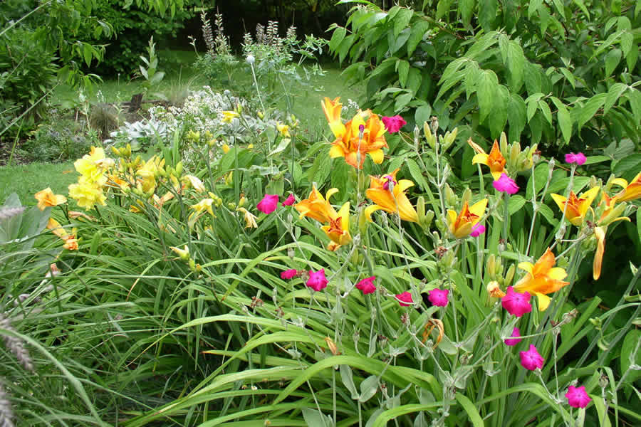 Day lillies at the Arboretum du Tuffeau