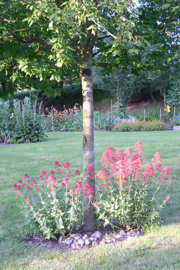 Seedum at the Arboretum du Tuffeau