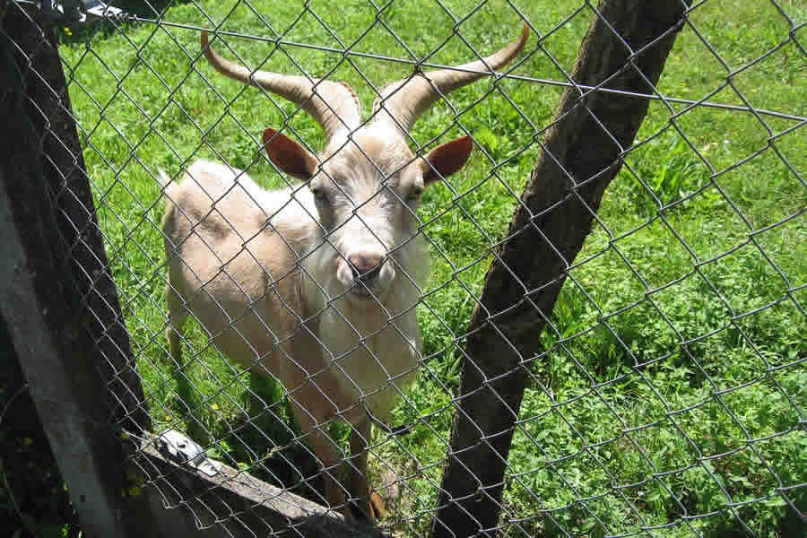 Friendly goat, Joan of Arc, La Chartre sur le Loire