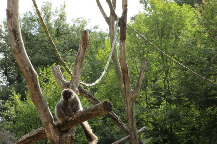 Climbing frame at the Zoo de Pescheray