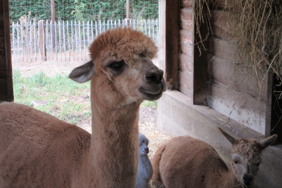 Lamas at the Zoo de Pescheray