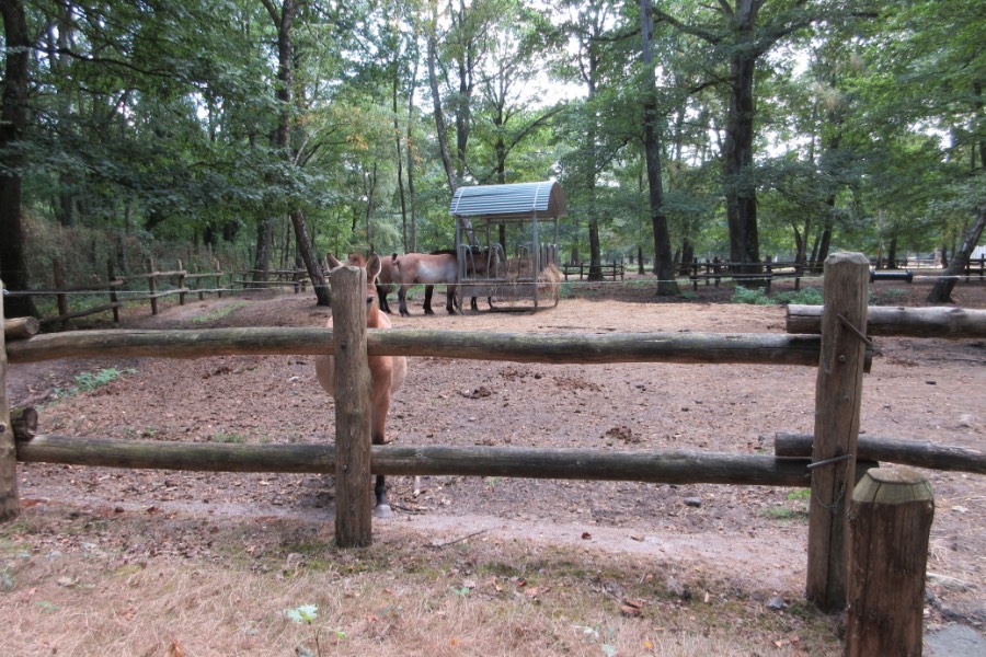 One shy horse at the Zoo de Pescheray