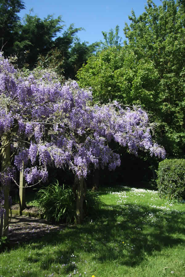 Wisteria at Les Bouts de Ralle Chambre D'Hotes
